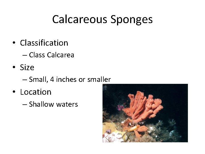 Calcareous Sponges • Classification – Class Calcarea • Size – Small, 4 inches or