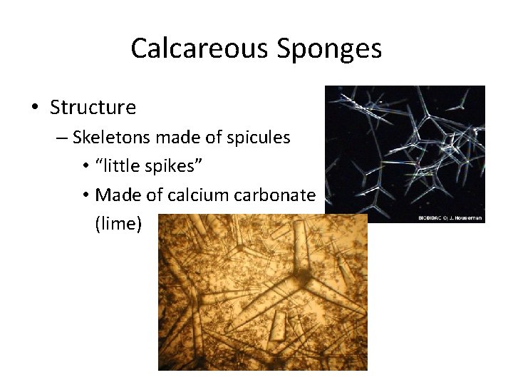 Calcareous Sponges • Structure – Skeletons made of spicules • “little spikes” • Made