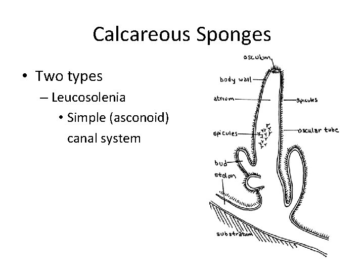 Calcareous Sponges • Two types – Leucosolenia • Simple (asconoid) canal system 