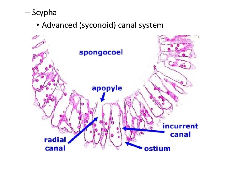 – Scypha • Advanced (syconoid) canal system 