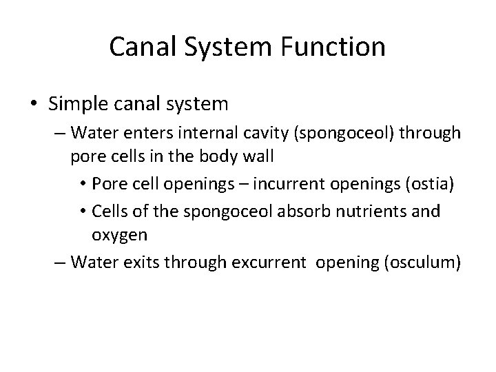 Canal System Function • Simple canal system – Water enters internal cavity (spongoceol) through