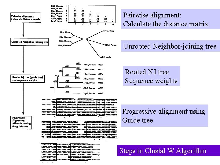 Pairwise alignment: Calculate the distance matrix Unrooted Neighbor-joining tree Rooted NJ tree Sequence weights