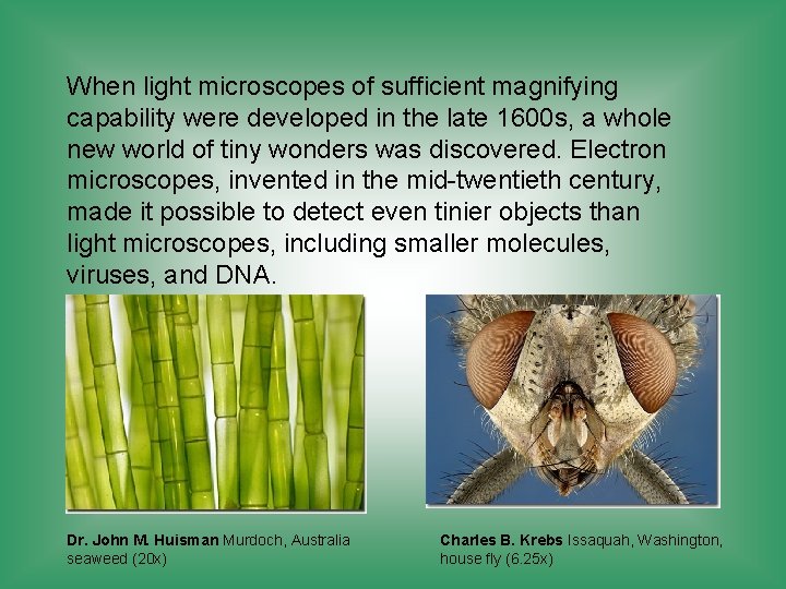 When light microscopes of sufficient magnifying capability were developed in the late 1600 s, When light microscopes of sufficient magnifying capability were developed in the late 1600 s,