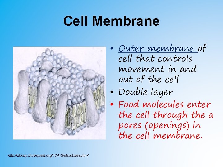 Cell Membrane • Outer membrane of cell that controls movement in and out of Cell Membrane • Outer membrane of cell that controls movement in and out of