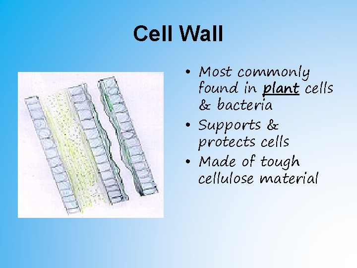 Cell Wall • Most commonly found in plant cells & bacteria • Supports & Cell Wall • Most commonly found in plant cells & bacteria • Supports &