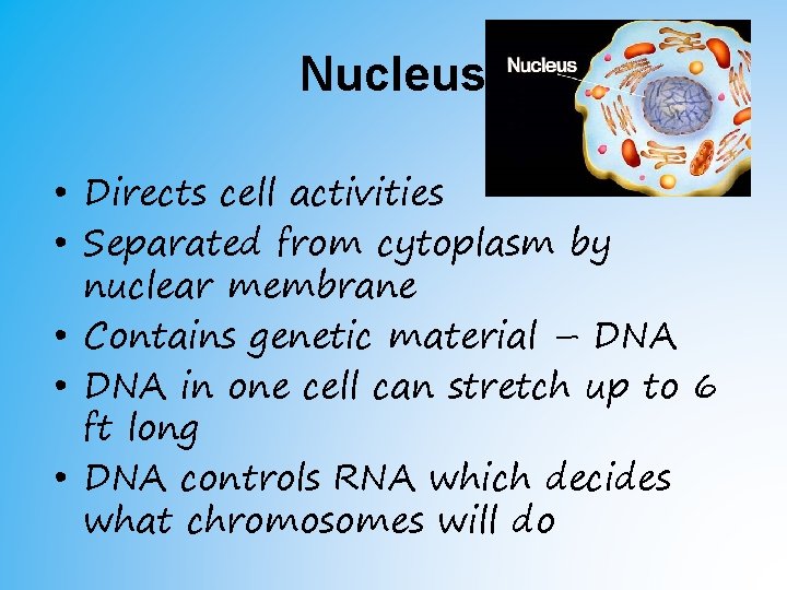 Nucleus • Directs cell activities • Separated from cytoplasm by nuclear membrane • Contains Nucleus • Directs cell activities • Separated from cytoplasm by nuclear membrane • Contains