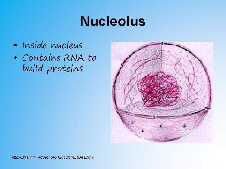Nucleolus • Inside nucleus • Contains RNA to build proteins http: //library. thinkquest. org/12413/structures. Nucleolus • Inside nucleus • Contains RNA to build proteins http: //library. thinkquest. org/12413/structures.