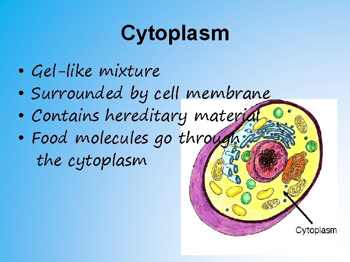 Cytoplasm • • Gel-like mixture Surrounded by cell membrane Contains hereditary material Food molecules Cytoplasm • • Gel-like mixture Surrounded by cell membrane Contains hereditary material Food molecules