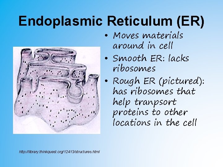 Endoplasmic Reticulum (ER) • Moves materials around in cell • Smooth ER: lacks ribosomes Endoplasmic Reticulum (ER) • Moves materials around in cell • Smooth ER: lacks ribosomes