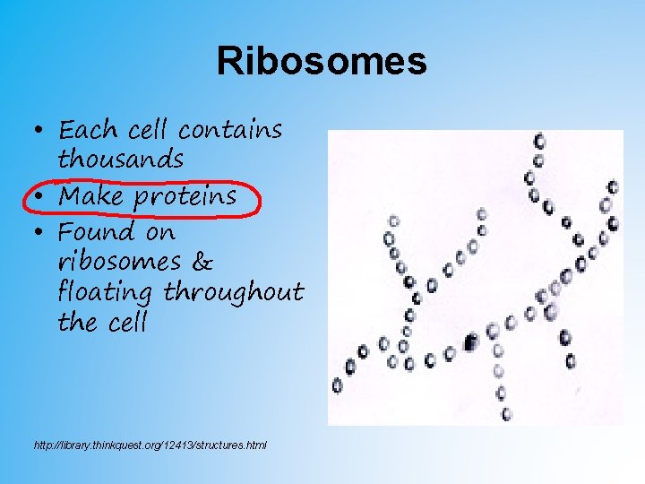 Ribosomes • Each cell contains thousands • Make proteins • Found on ribosomes & Ribosomes • Each cell contains thousands • Make proteins • Found on ribosomes &