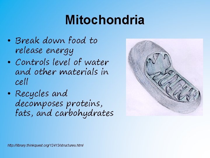 Mitochondria • Break down food to release energy • Controls level of water and Mitochondria • Break down food to release energy • Controls level of water and