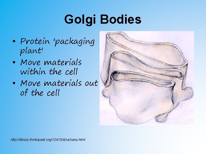 Golgi Bodies • Protein 'packaging plant' • Move materials within the cell • Move Golgi Bodies • Protein 'packaging plant' • Move materials within the cell • Move