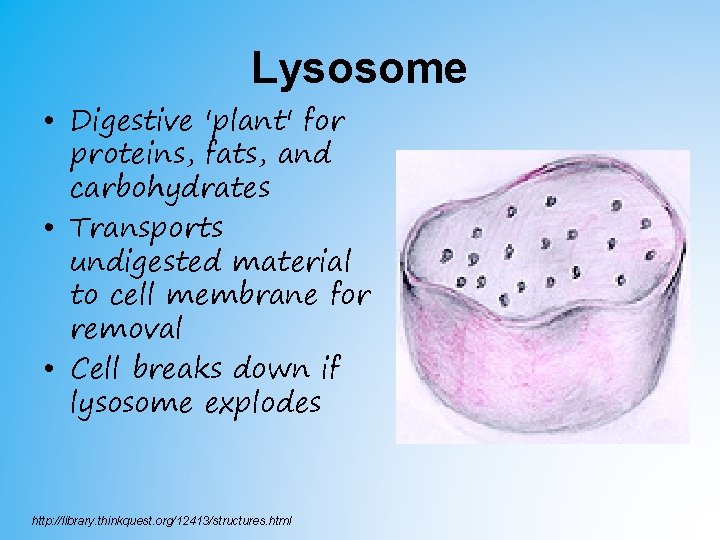 Lysosome • Digestive 'plant' for proteins, fats, and carbohydrates • Transports undigested material to Lysosome • Digestive 'plant' for proteins, fats, and carbohydrates • Transports undigested material to