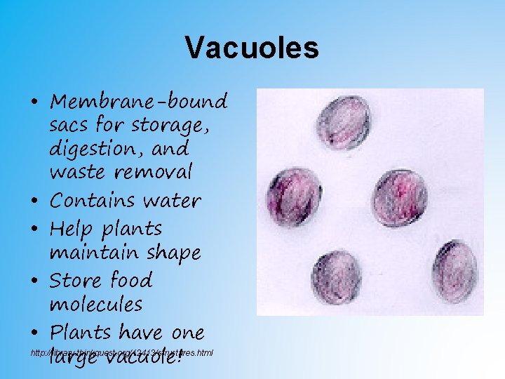 Vacuoles • Membrane-bound sacs for storage, digestion, and waste removal • Contains water • Vacuoles • Membrane-bound sacs for storage, digestion, and waste removal • Contains water •