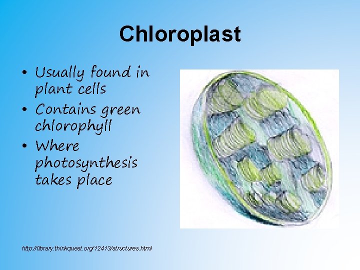 Chloroplast • Usually found in plant cells • Contains green chlorophyll • Where photosynthesis Chloroplast • Usually found in plant cells • Contains green chlorophyll • Where photosynthesis