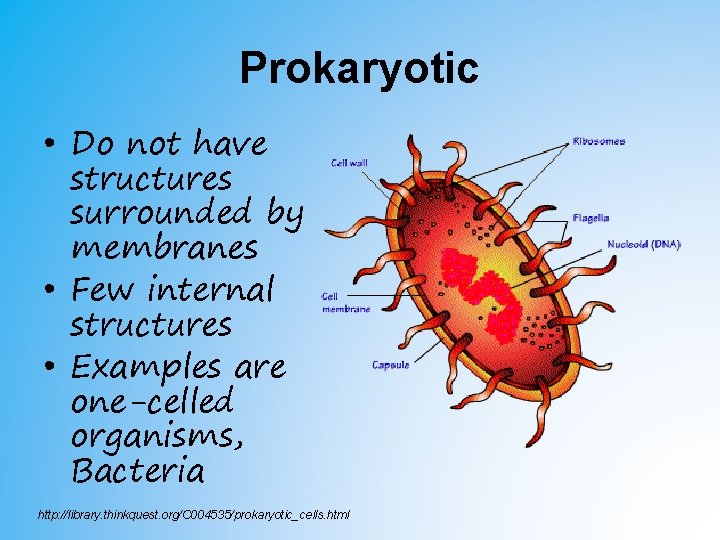 Prokaryotic • Do not have structures surrounded by membranes • Few internal structures • Prokaryotic • Do not have structures surrounded by membranes • Few internal structures •