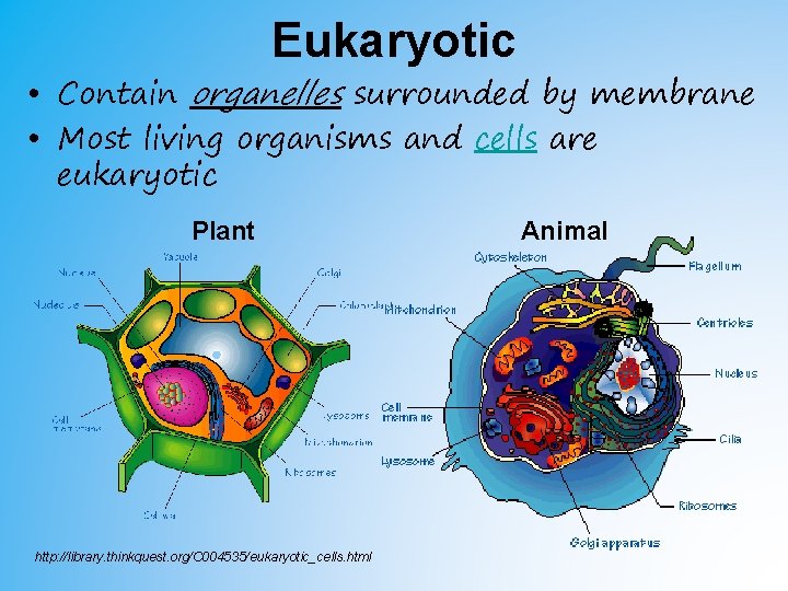 Eukaryotic • Contain organelles surrounded by membrane • Most living organisms and cells are Eukaryotic • Contain organelles surrounded by membrane • Most living organisms and cells are