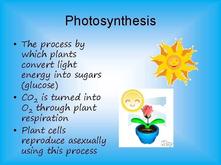 Photosynthesis • The process by which plants convert light energy into sugars (glucose) • Photosynthesis • The process by which plants convert light energy into sugars (glucose) •