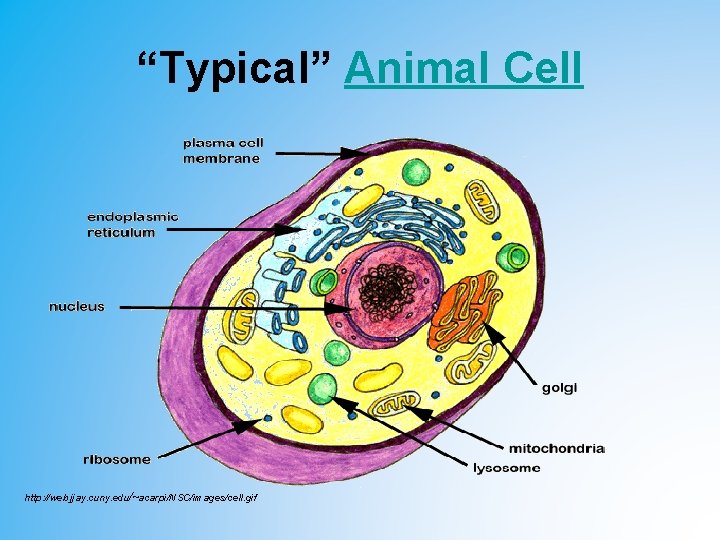 “Typical” Animal Cell http: //web. jjay. cuny. edu/~acarpi/NSC/images/cell. gif “Typical” Animal Cell http: //web. jjay. cuny. edu/~acarpi/NSC/images/cell. gif