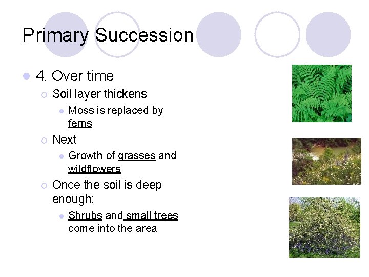 Primary Succession l 4. Over time ¡ Soil layer thickens l ¡ Next l