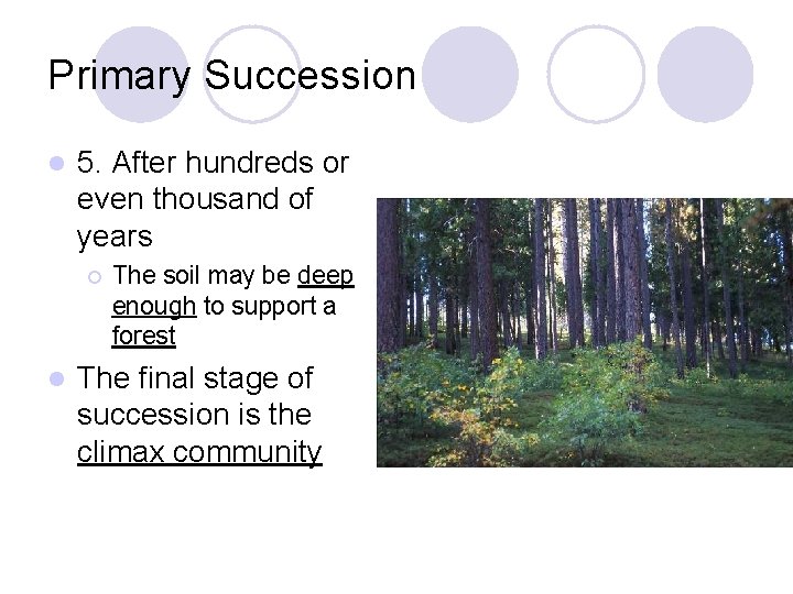 Primary Succession l 5. After hundreds or even thousand of years ¡ l The