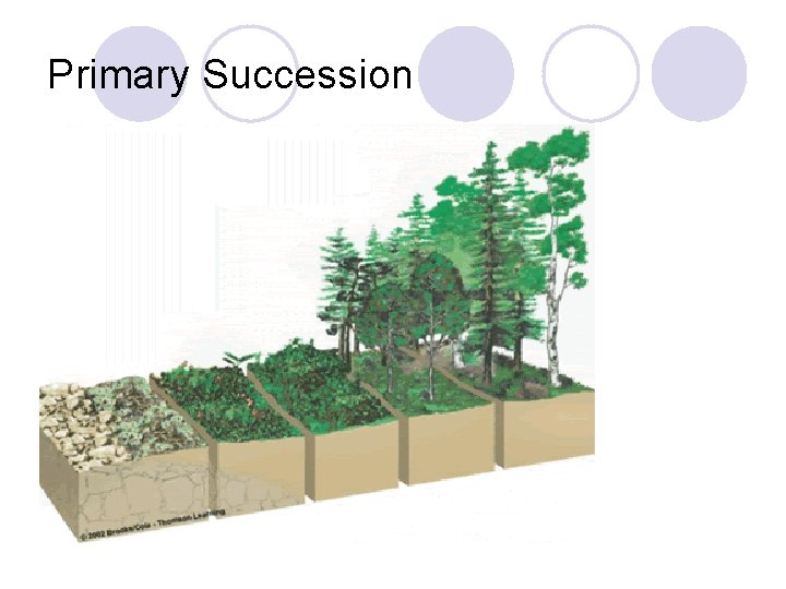 Primary Succession 