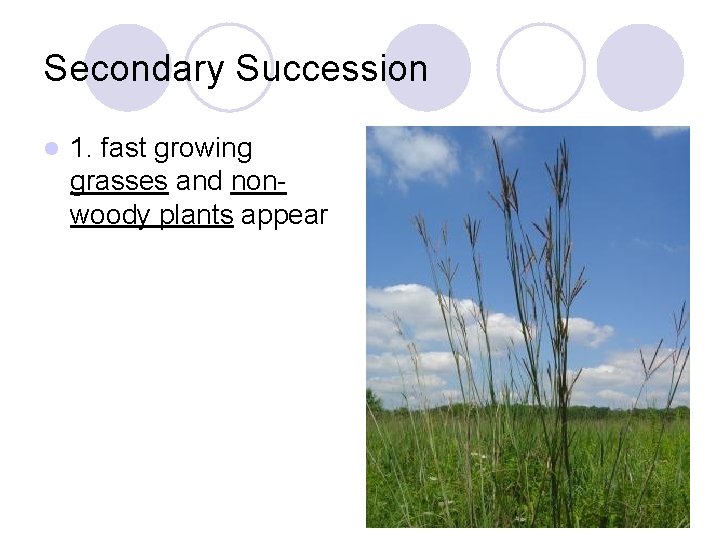 Secondary Succession l 1. fast growing grasses and nonwoody plants appear 