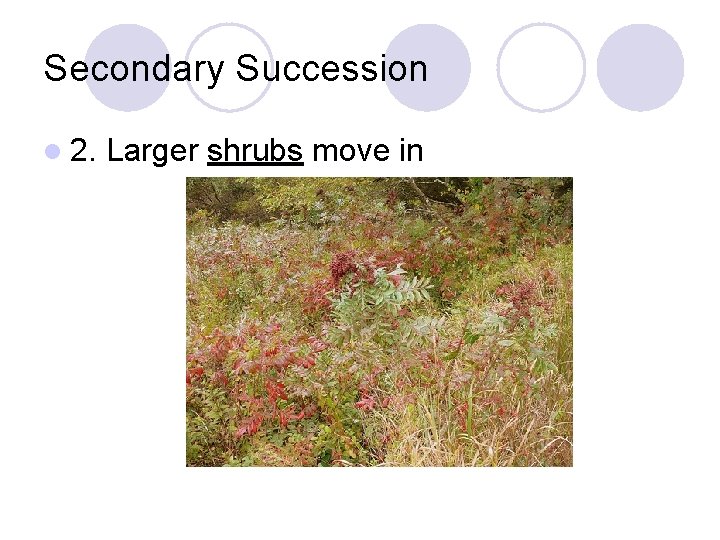 Secondary Succession l 2. Larger shrubs move in 