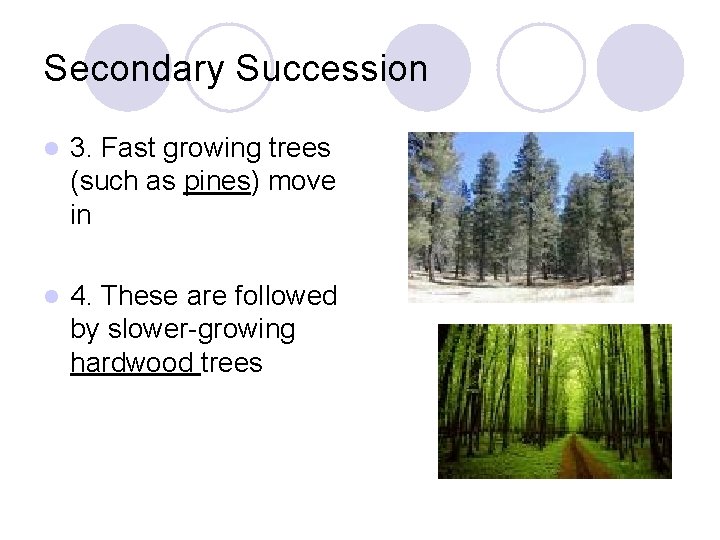 Secondary Succession l 3. Fast growing trees (such as pines) move in l 4.