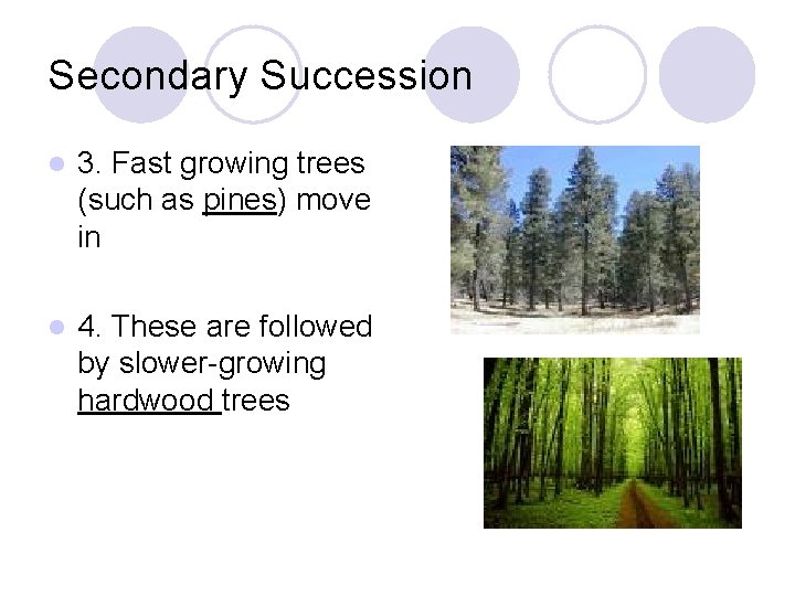 Secondary Succession l 3. Fast growing trees (such as pines) move in l 4.