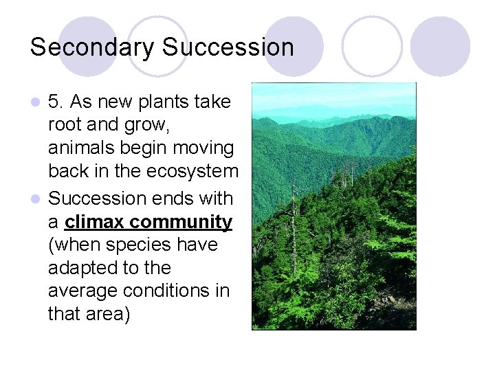 Secondary Succession 5. As new plants take root and grow, animals begin moving back