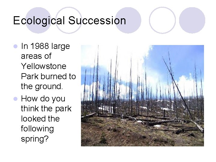 Ecological Succession In 1988 large areas of Yellowstone Park burned to the ground. l