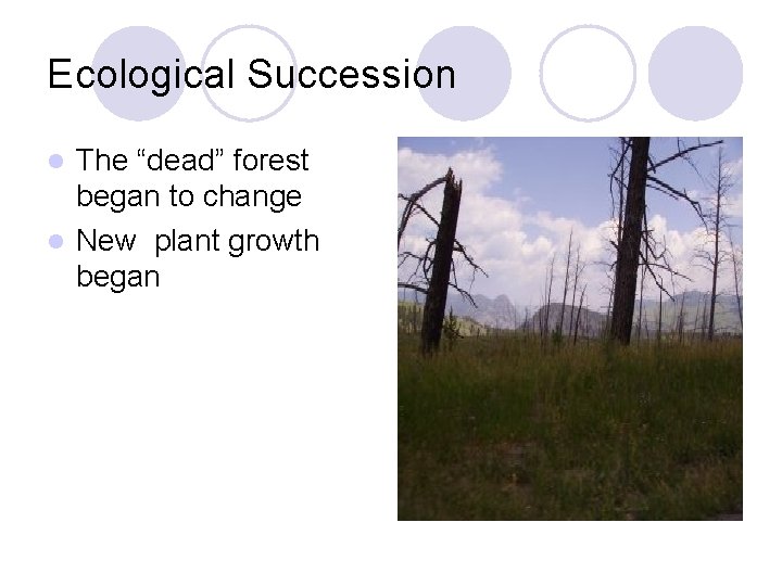 Ecological Succession The “dead” forest began to change l New plant growth began l