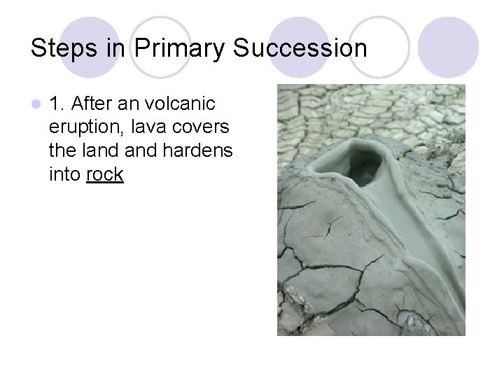 Steps in Primary Succession l 1. After an volcanic eruption, lava covers the land