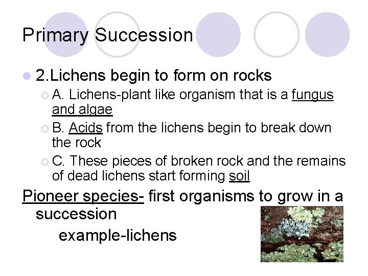 Primary Succession l 2. Lichens begin to form on rocks ¡ A. Lichens-plant like