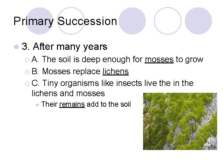 Primary Succession l 3. After many years ¡ A. The soil is deep enough