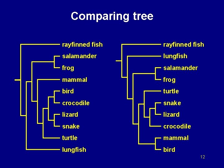 Comparing tree rayfinned fish salamander lungfish frog salamander mammal frog bird turtle crocodile snake