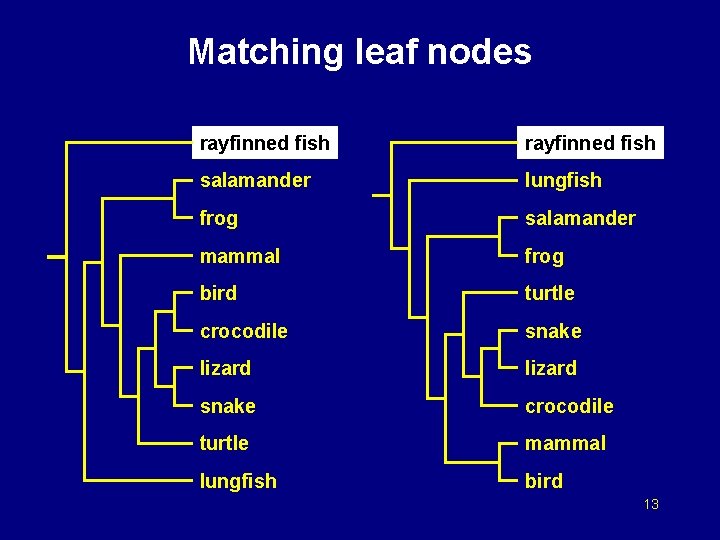 Matching leaf nodes rayfinned fish salamander lungfish frog salamander mammal frog bird turtle crocodile