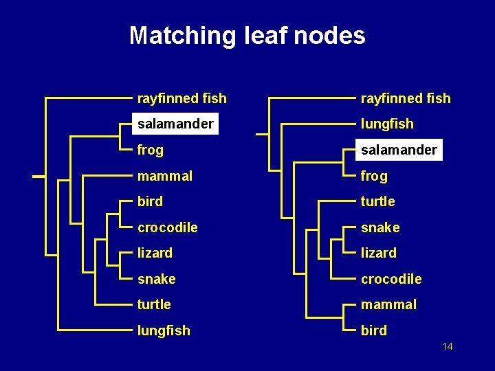 Matching leaf nodes rayfinned fish salamander lungfish frog salamander mammal frog bird turtle crocodile
