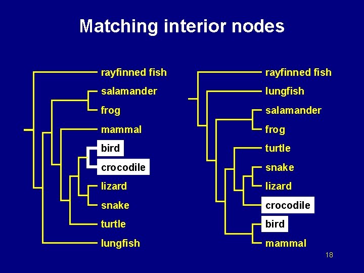 Matching interior nodes rayfinned fish salamander lungfish frog salamander mammal frog bird turtle crocodile