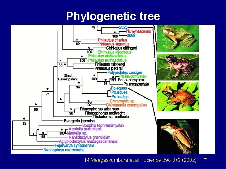 Phylogenetic tree M Meegaskumbura et al. , Science 298: 379 (2002) 4 