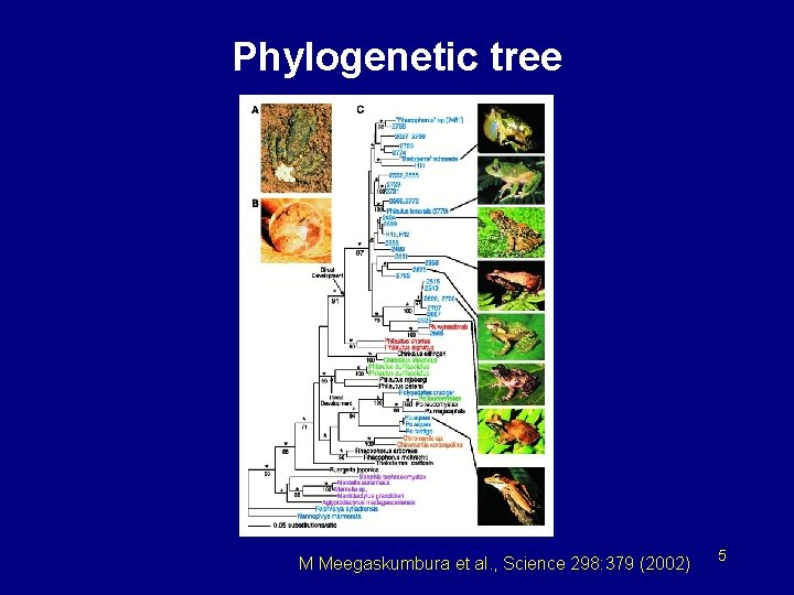 Phylogenetic tree M Meegaskumbura et al. , Science 298: 379 (2002) 5 