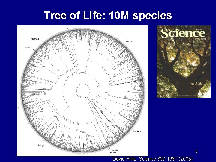 Tree of Life: 10 M species 6 David Hillis, Science 300: 1687 (2003) 