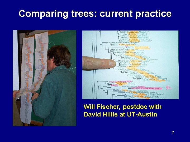 Comparing trees: current practice Will Fischer, postdoc with David Hillis at UT-Austin 7 
