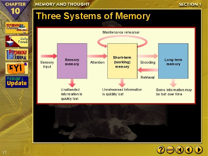 Three Systems of Memory 17 
