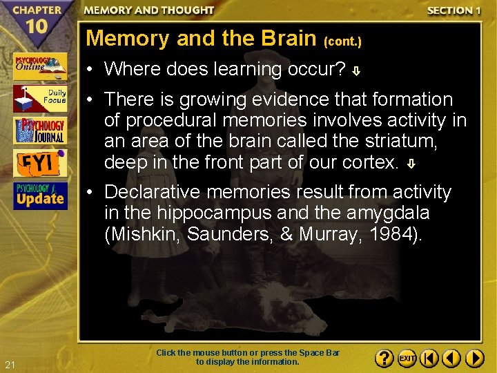 Memory and the Brain (cont. ) • Where does learning occur? • There is