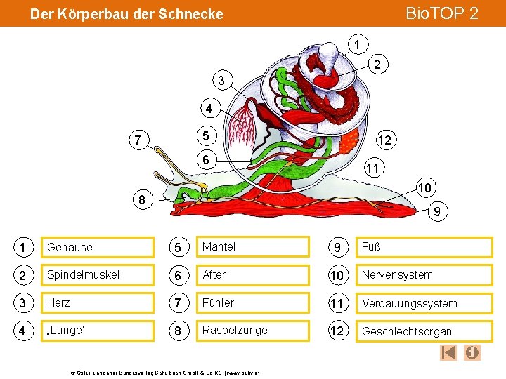 Bio. TOP 2 Der Körperbau der Schnecke 1 2 3 4 5 7 12