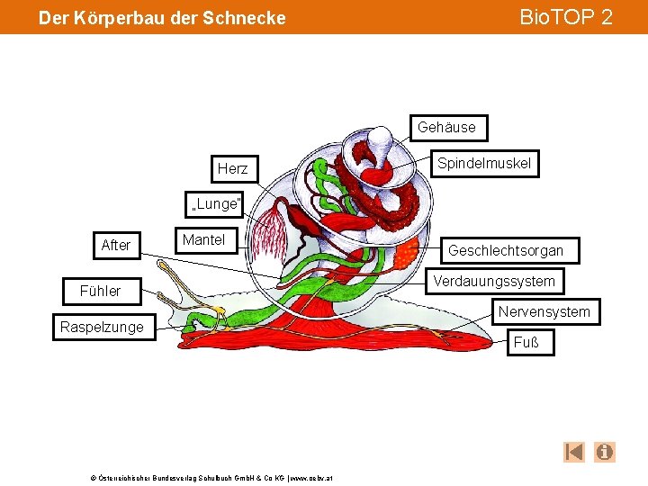Bio. TOP 2 Der Körperbau der Schnecke Gehäuse Herz Spindelmuskel „Lunge“ After Mantel Fühler