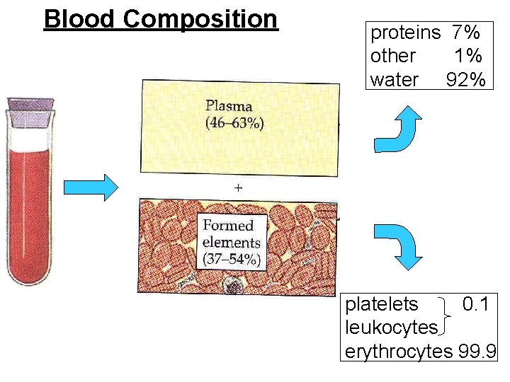 Blood Composition proteins 7% other 1% water 92% platelets 0. 1 leukocytes erythrocytes 99.