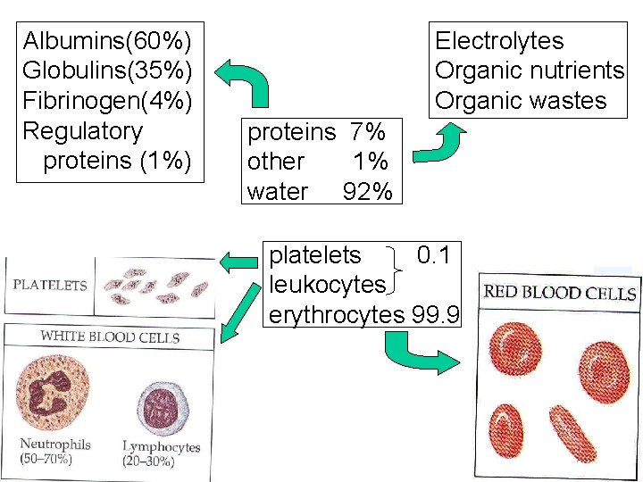 Albumins(60%) Globulins(35%) Fibrinogen(4%) Regulatory proteins (1%) Electrolytes Organic nutrients Organic wastes proteins 7% other